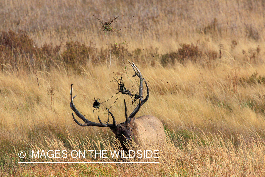 Bull elk in field.