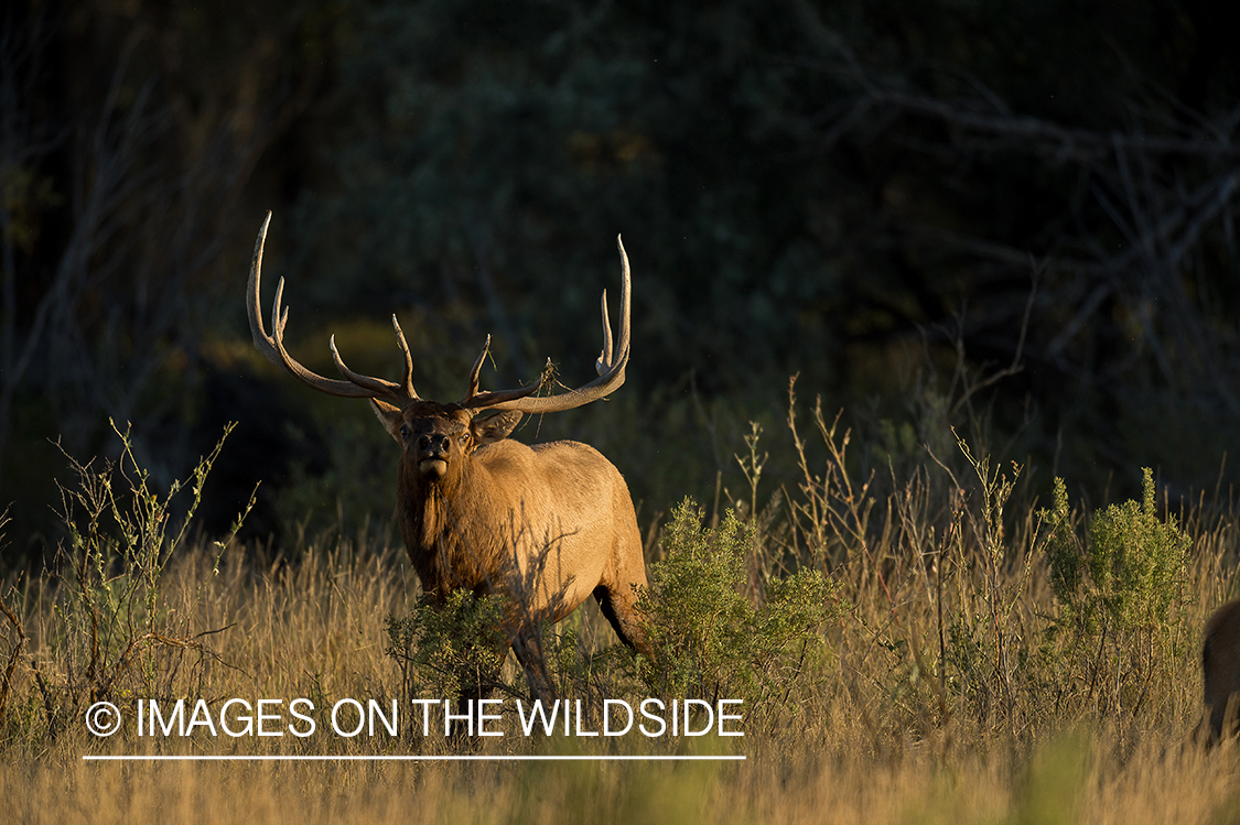 Bull elk in field.