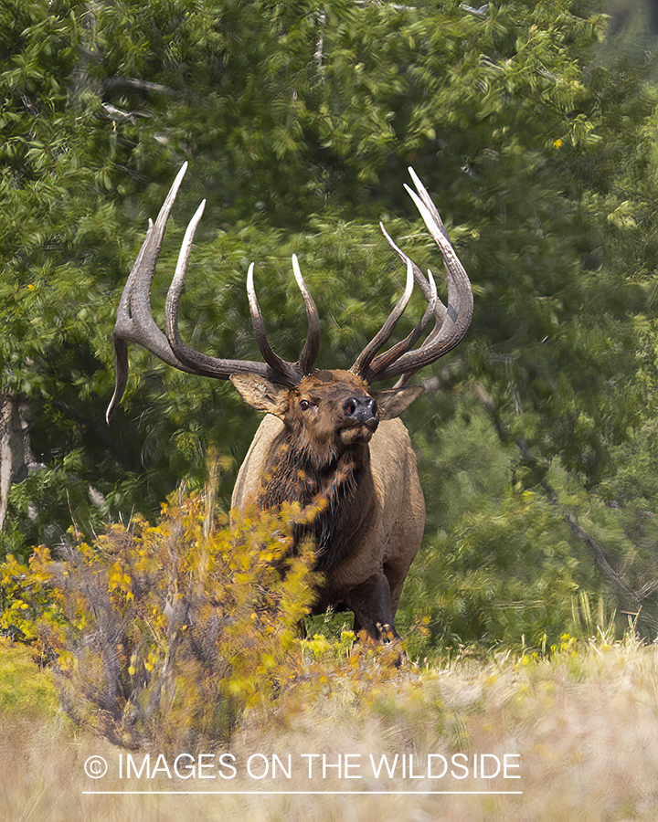 Bull elk in field.