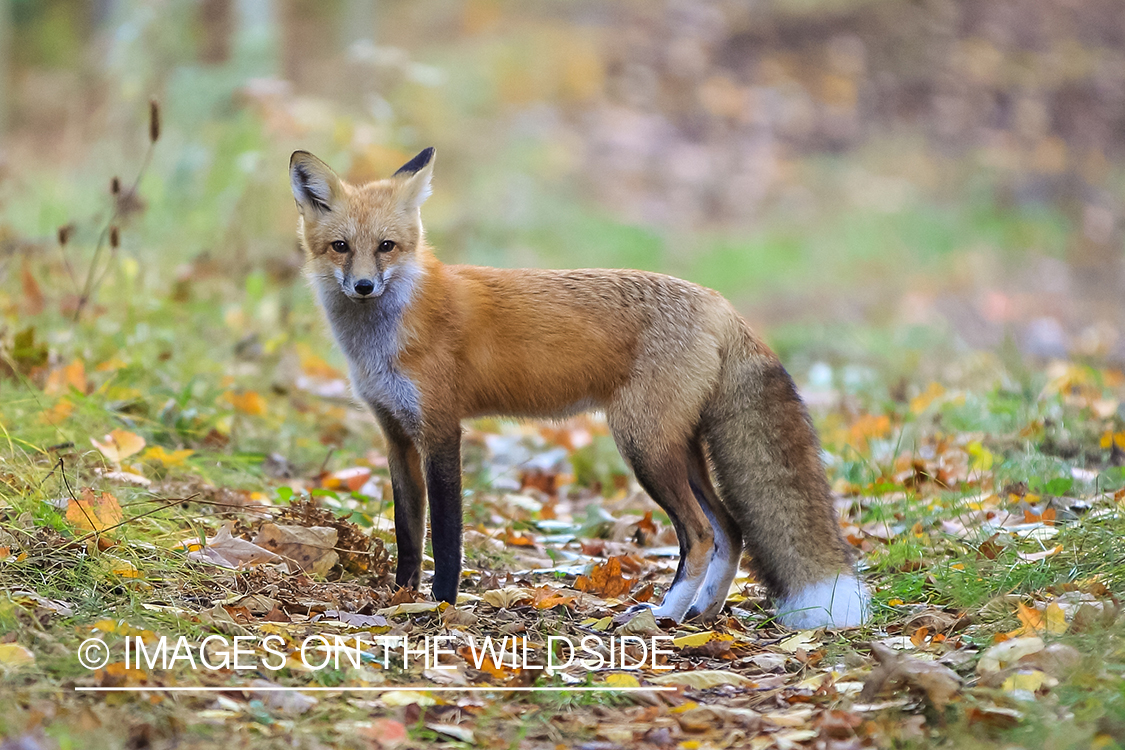 Red fox in habitat.