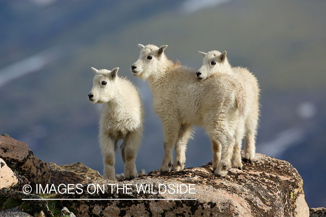 Rocky Mountain kids in habitat.