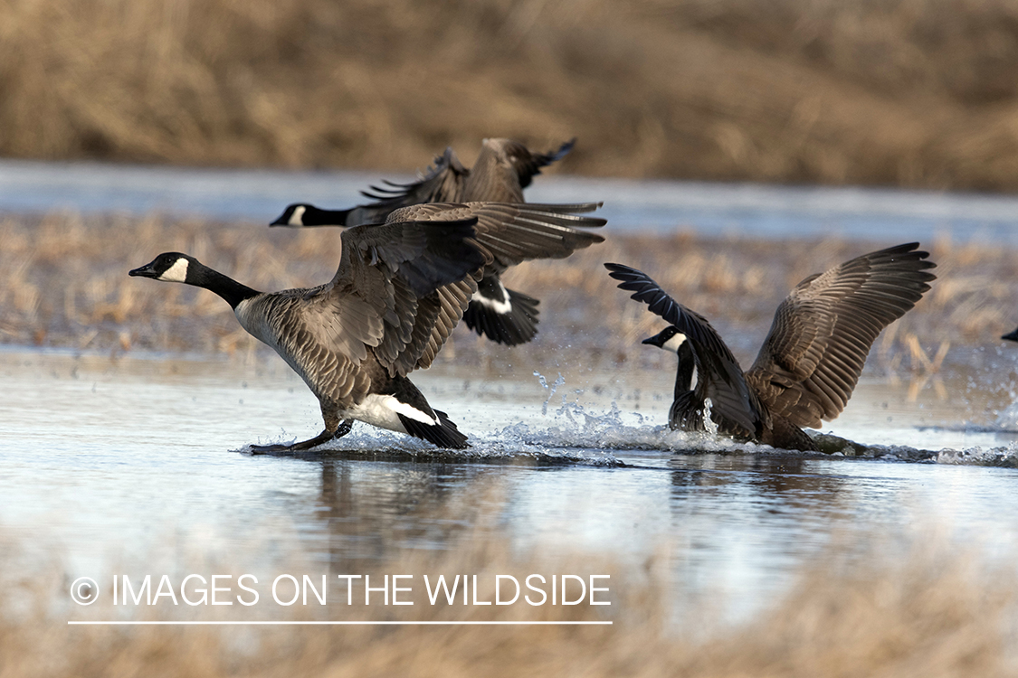 Canada Geese landing on pond.