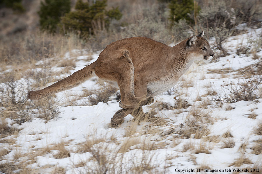 Mountain Lion running.