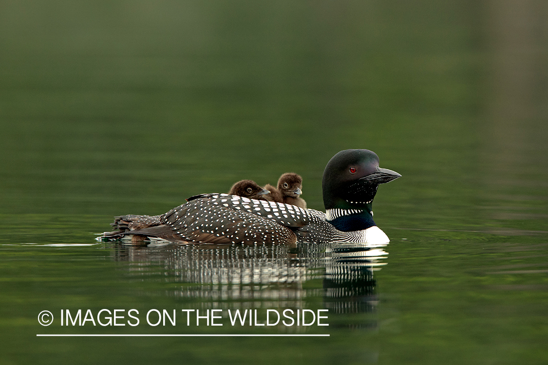 Common Loon with chicks on back.