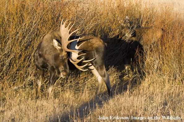 Shiras bull moose scratching in habitat with cow moose lying in reeds in background.