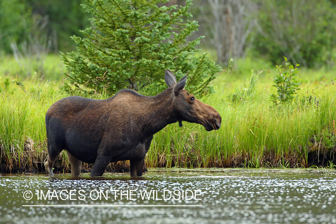 Shiras moose in habitat.