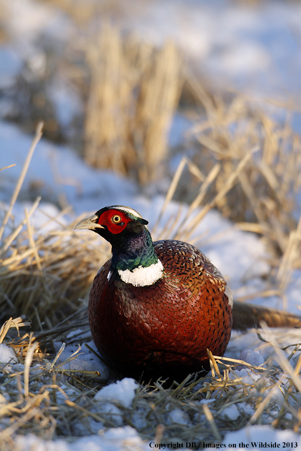 Ring-necked pheasant in habitat