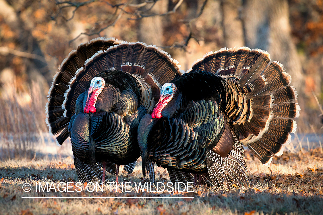 Rio Grande Turkeys in habitat.