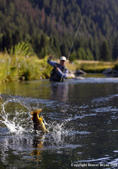 Flyfisherman with nice rainbow trout jumping