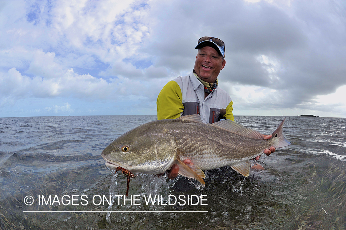 Flyfisherman releasing redfish.