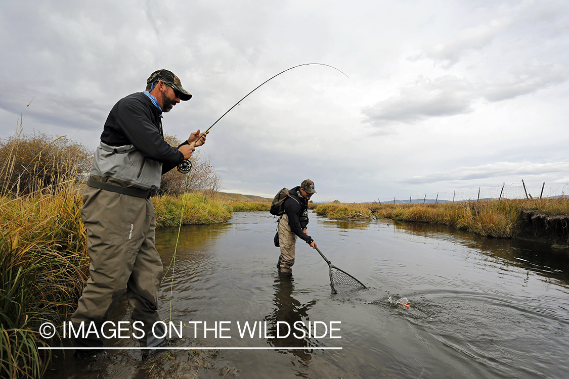 Flyfishermen with bagged trout in net.