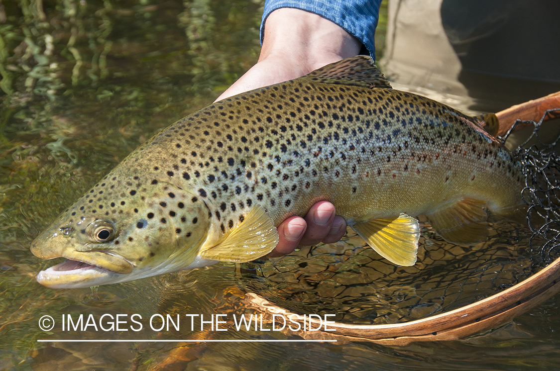 Flyfisherman releasing brown trout.