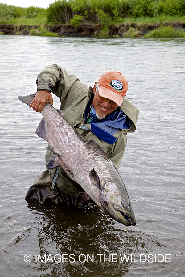 Flyfisherman releasing King Salmon.