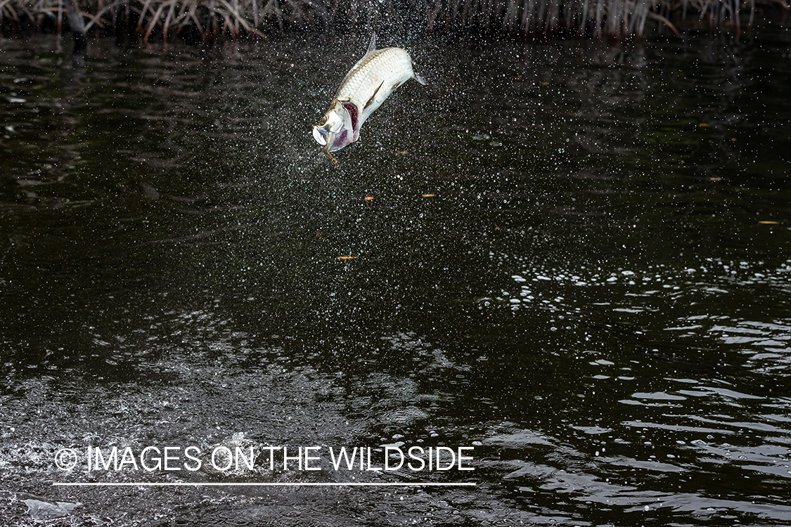 Tarpon on the line jumping.