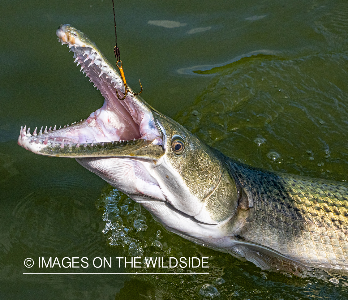 Alligator gar on the line.