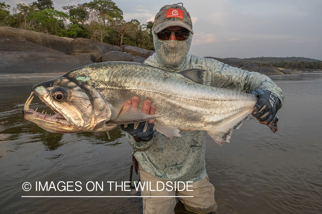 Flyfisherman with payara.