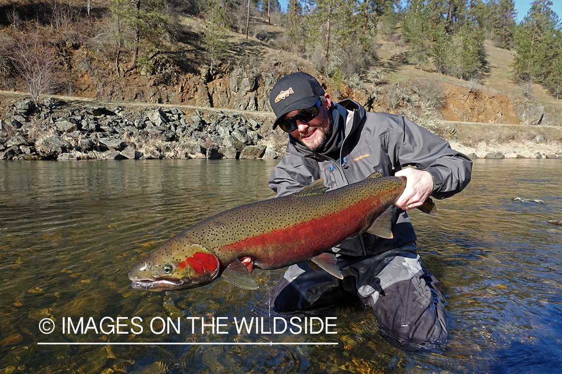 Flyfisherman releasing steelhead.