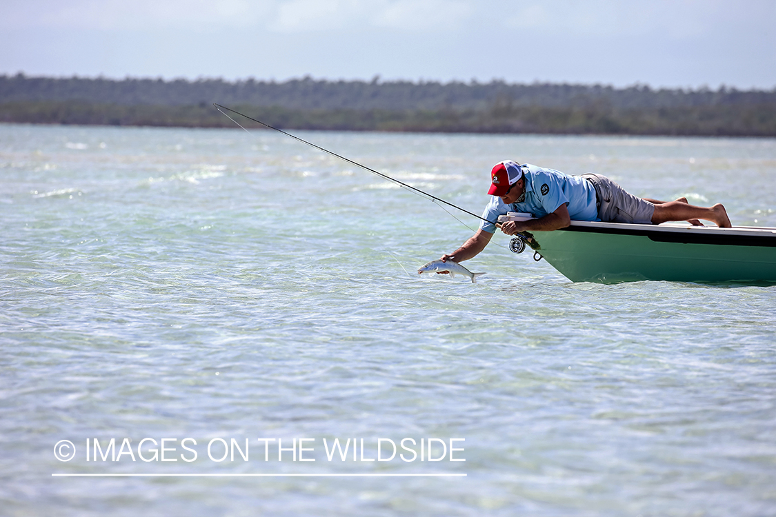 Flyfisherman releasing Bonefish.