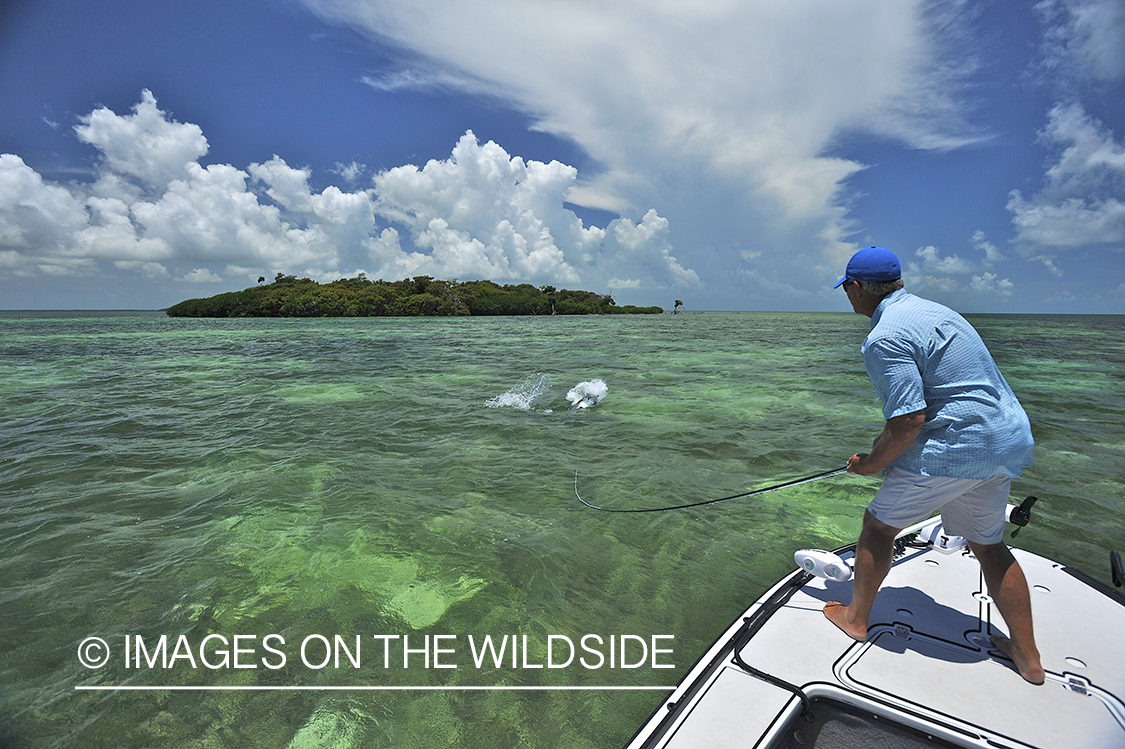 Flyfisherman landing tarpon on flats of Florida Keys.