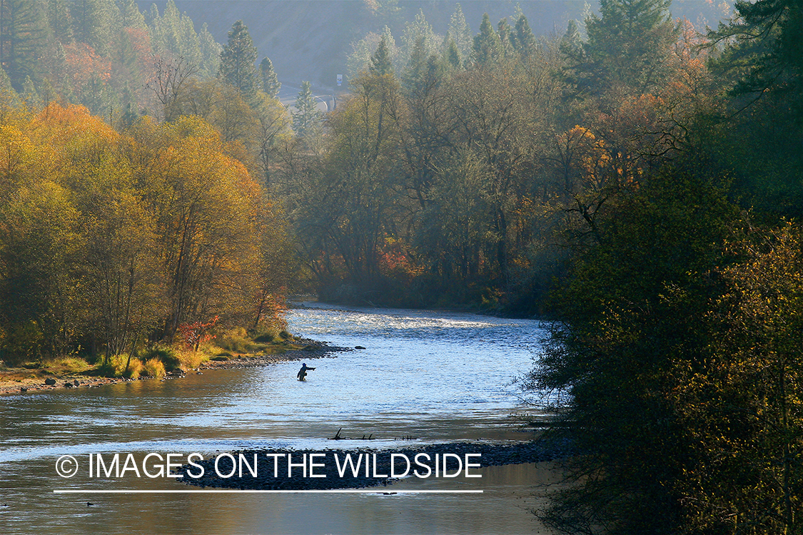 Flyfisherman on river. 