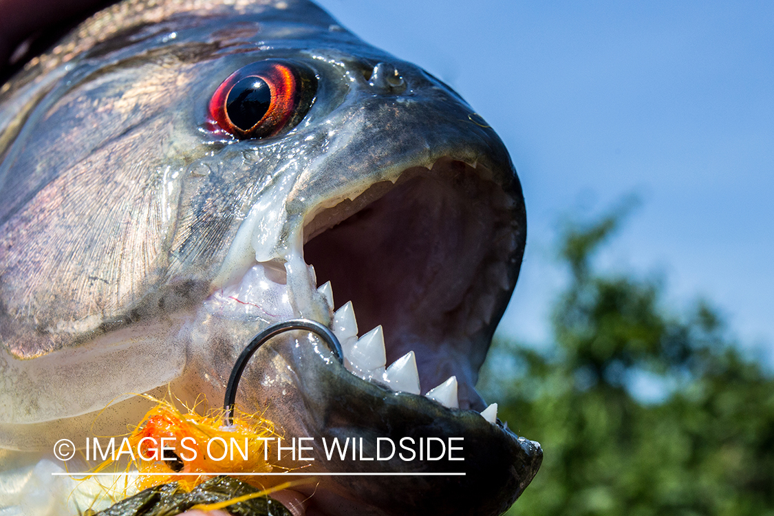 Close-up of piranha with fly hook in mouth.