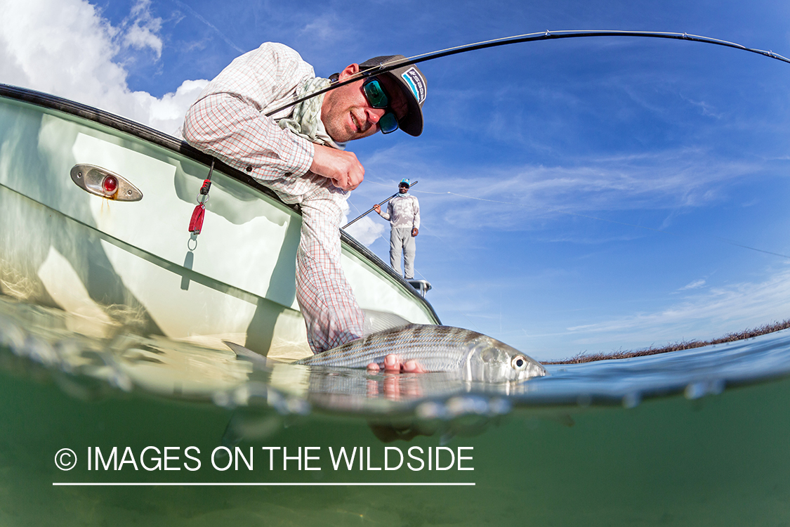 Flyfisherman releasing bonefish.