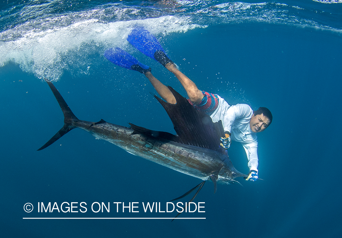 Fisherman reviving sailfish. 