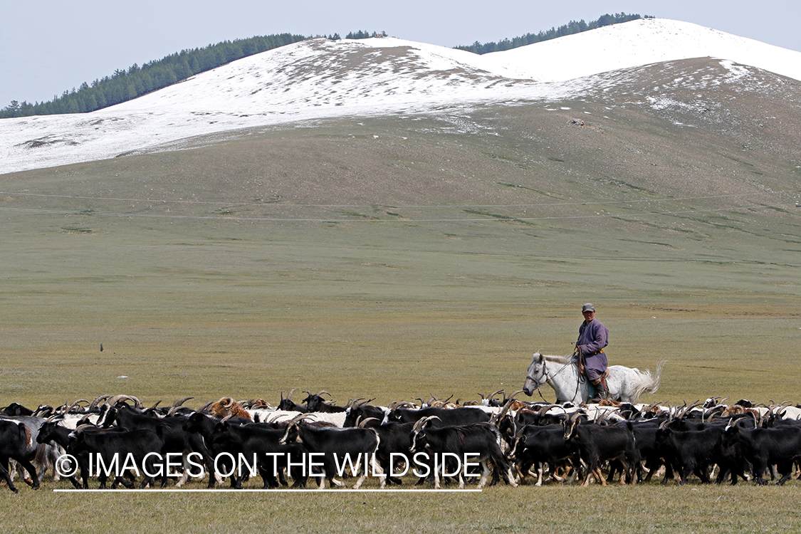 Mongolian man on horseback herding goats.