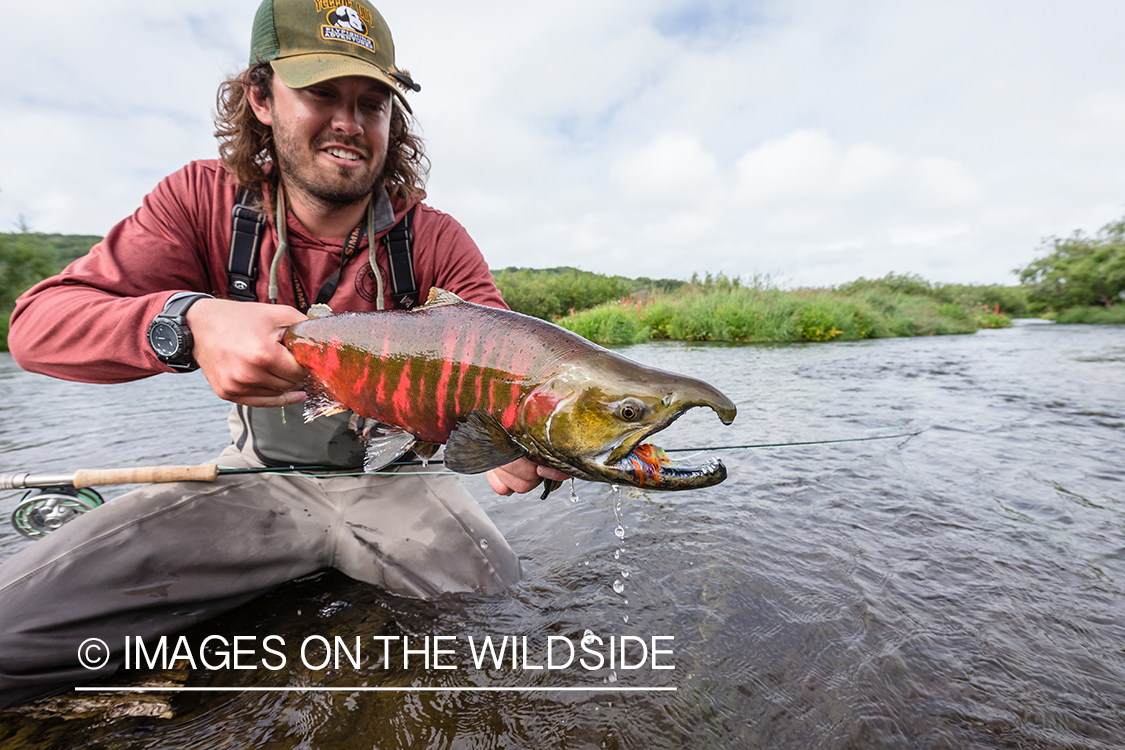 Flyfisherman with cherry salmon in Sedanka river in Kamchatka Peninsula, Russia.