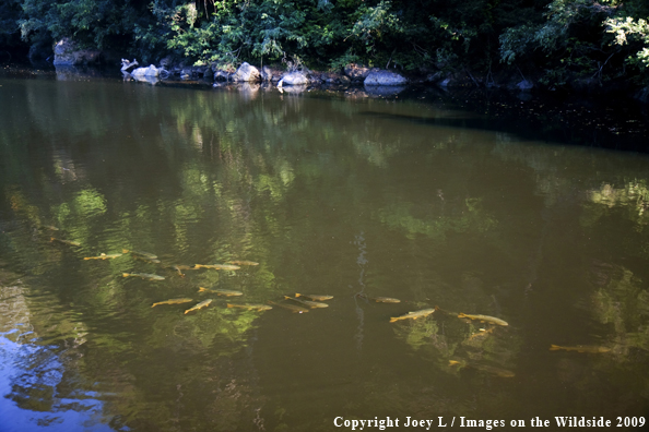 School of Golden Dorado fish