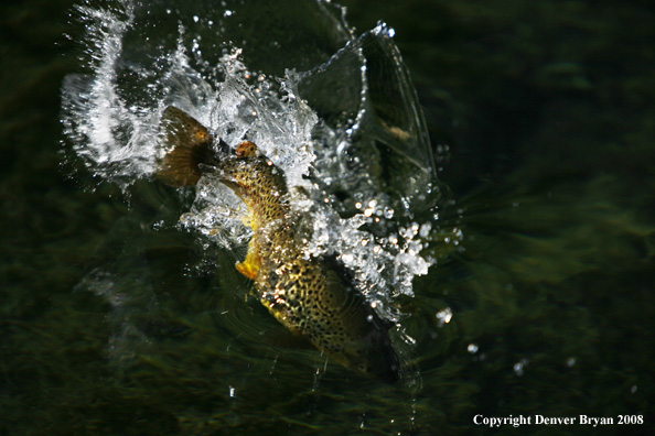 Brown Trout underwater