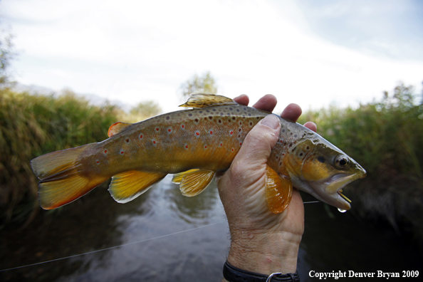 Brown trout species