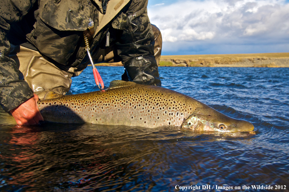 Sea run brown trout. 