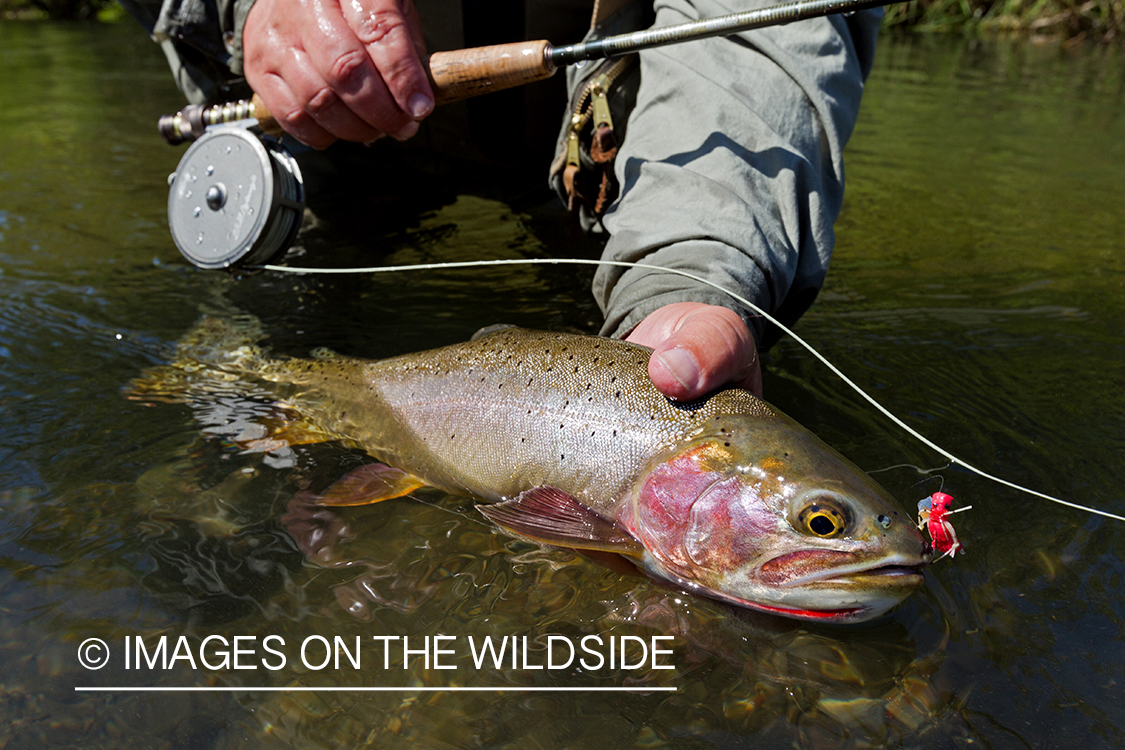 Flyfisherman releasing cutthroat trout.