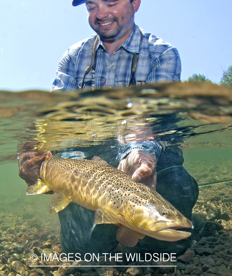 Flyfisherman with Brown Trout. 