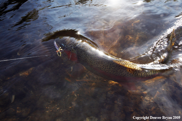 Rainbow trout species