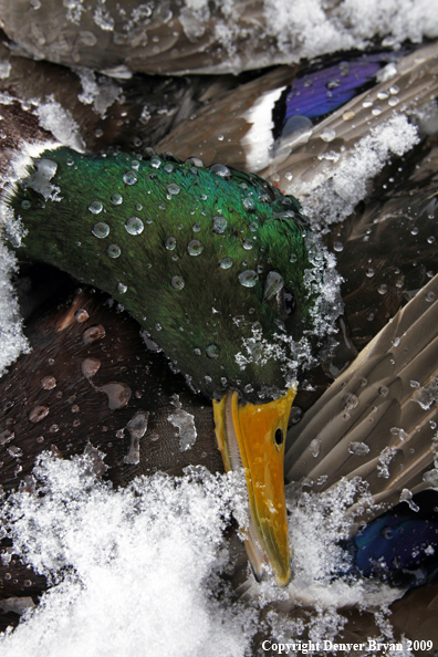 Hunter-killed mallard ducks.