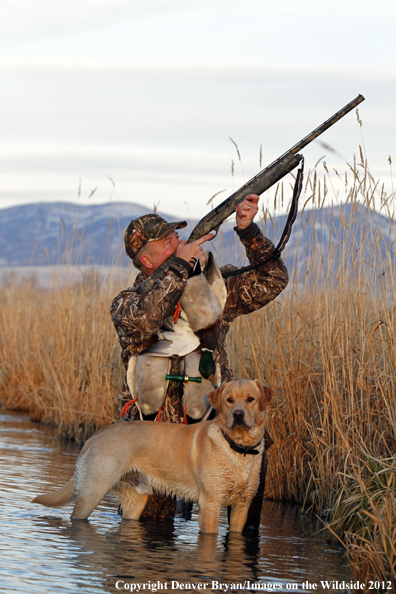 Duck hunter with bagged mallards and yellow labrador retriever. 