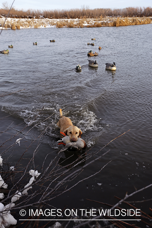 Yellow labrador retrieving downed waterfowl.