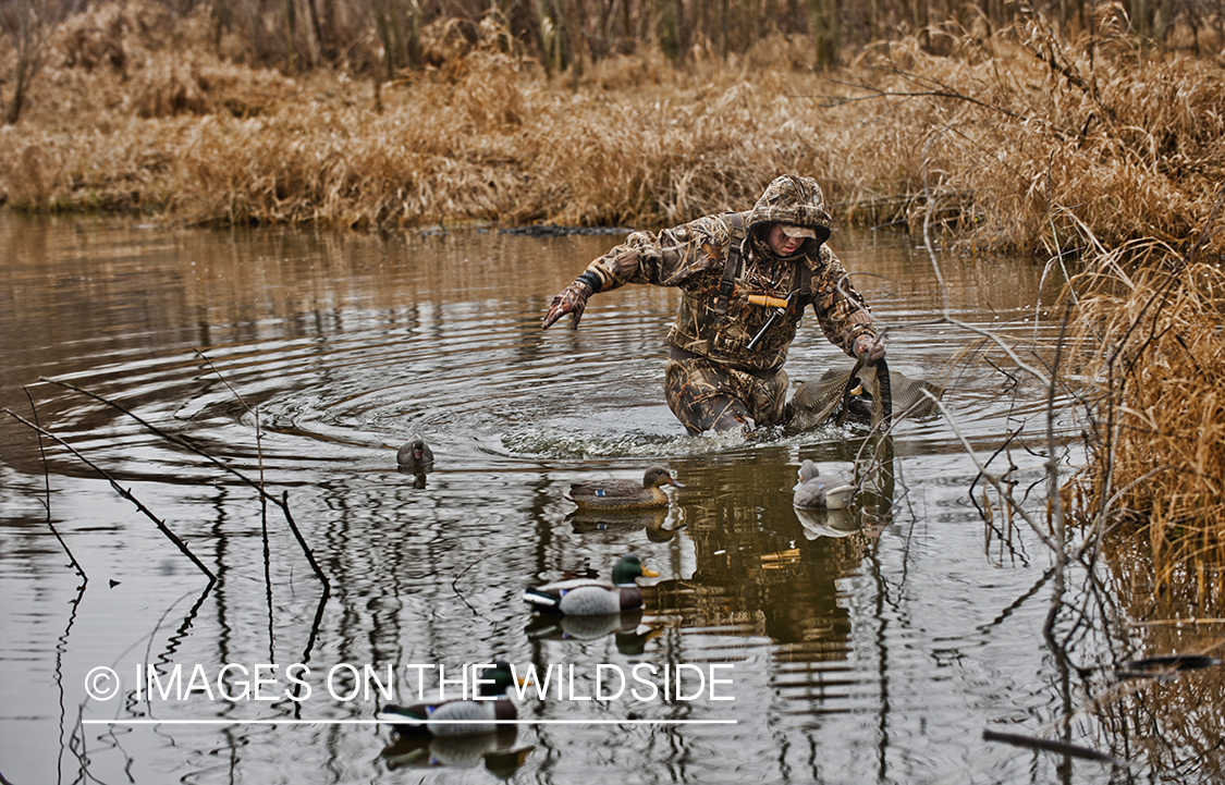 Waterfowl hunter setting up duck decoys.