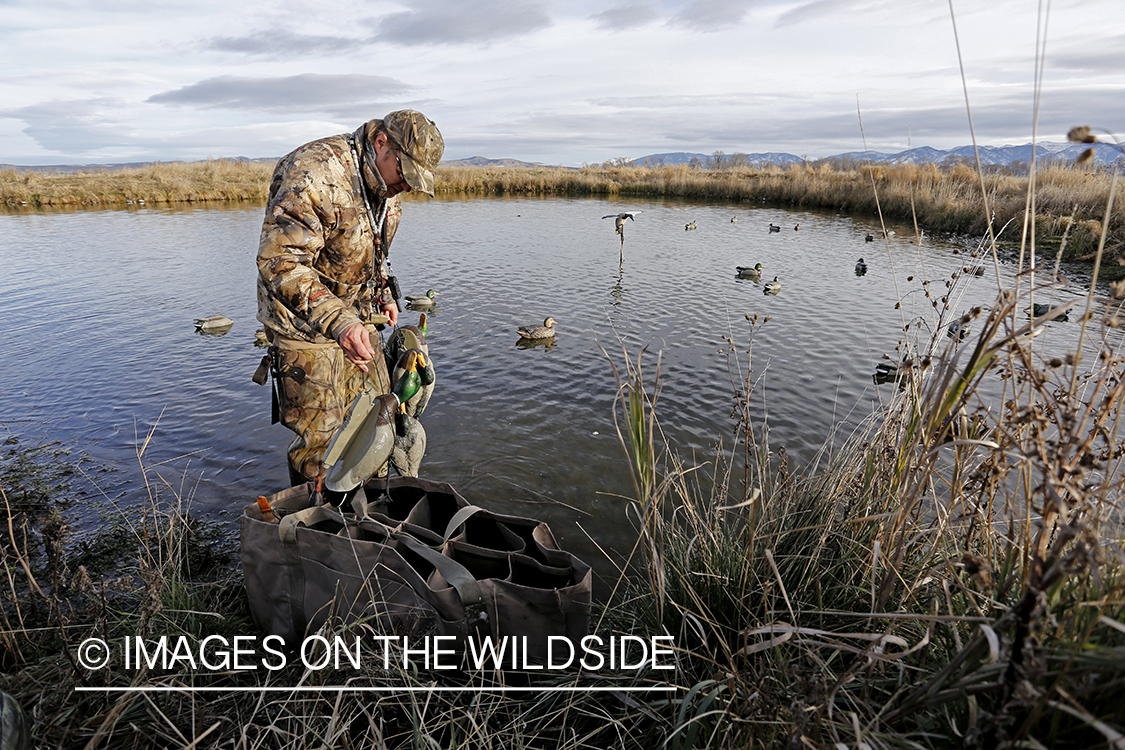 Hunter collecting decoys.