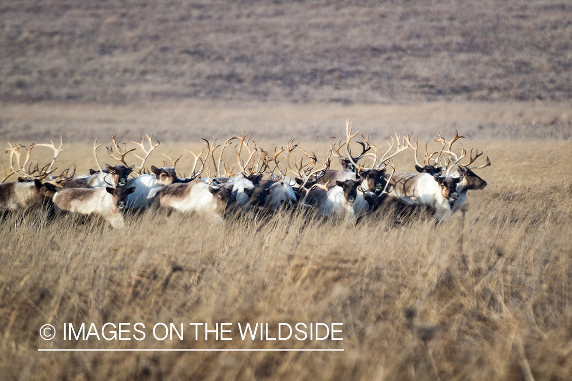 King Eider and Long-tailed duck hunting in Alaska, caribou.