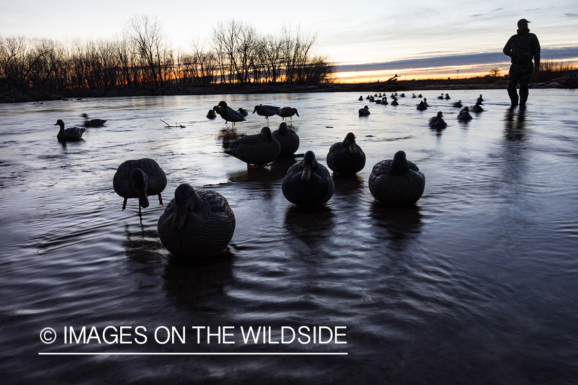 Waterfowl hunting