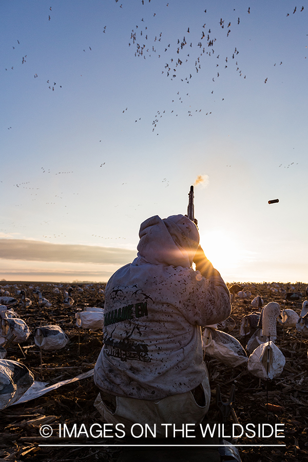 Hunter shooting geese.