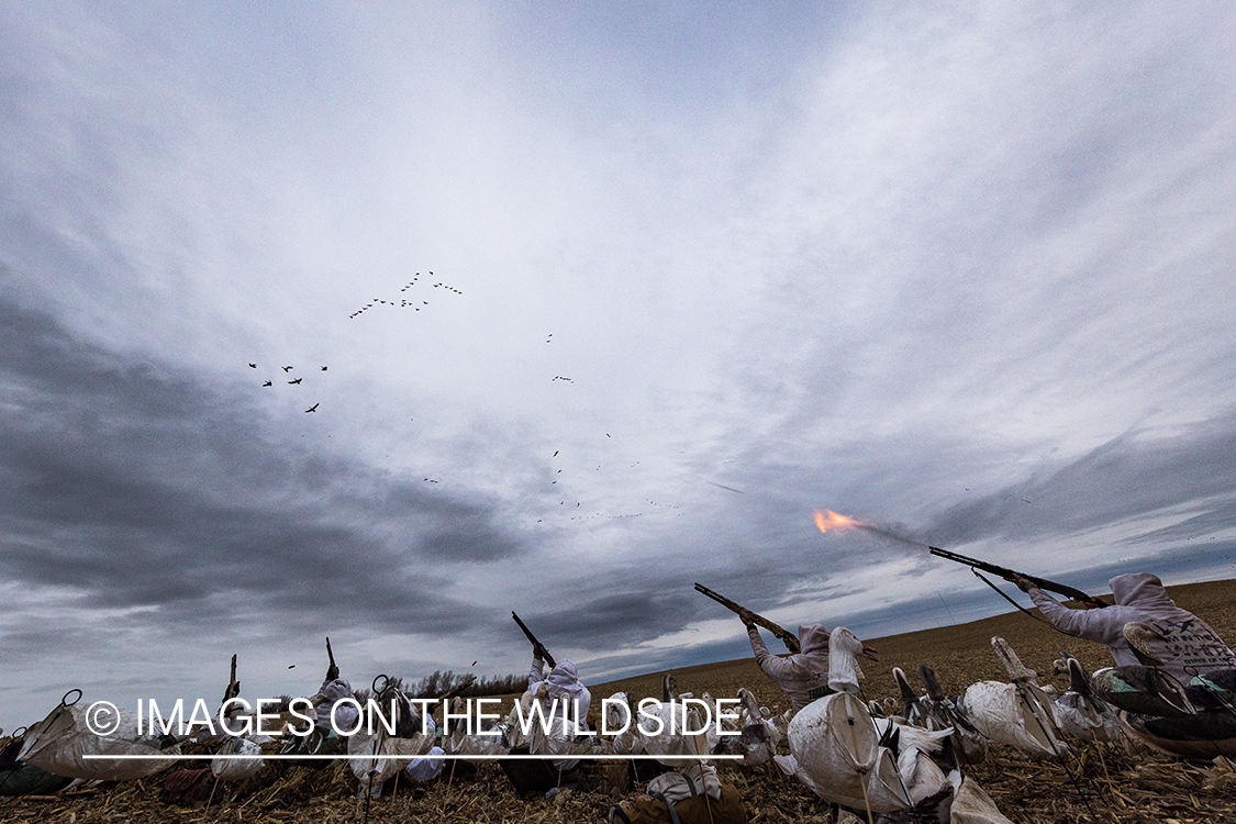 Hunters shooting geese.
