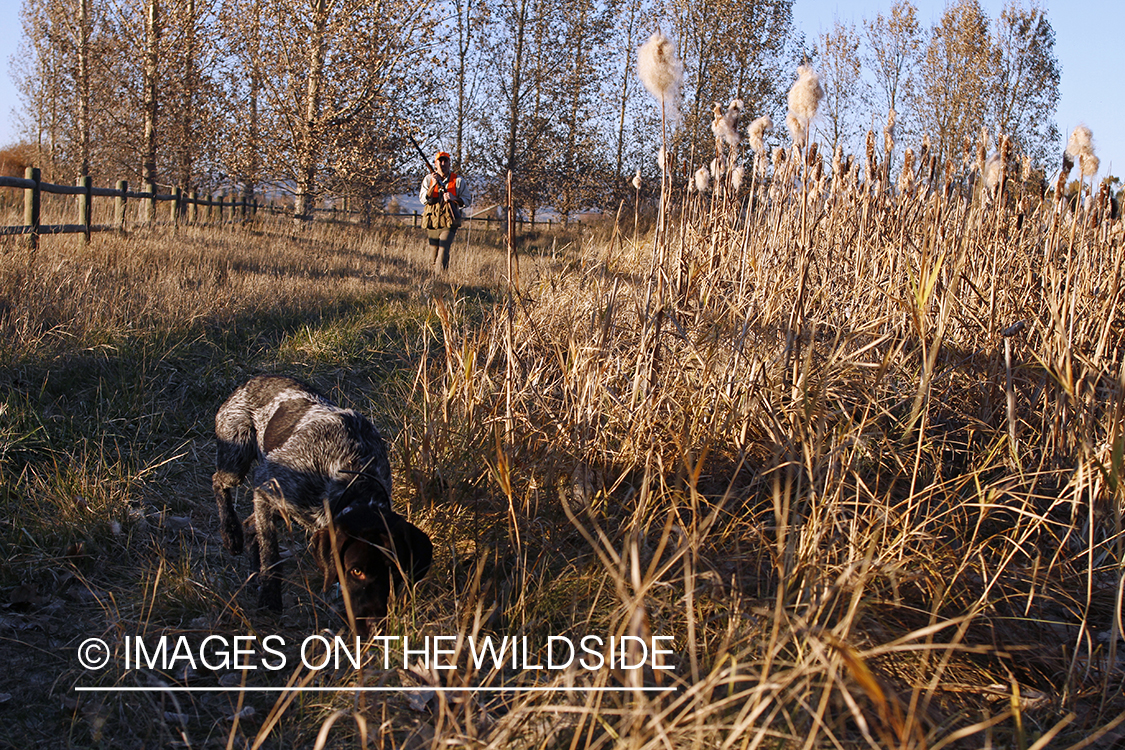 Upland game bird hunter in field with Griffon Pointer.