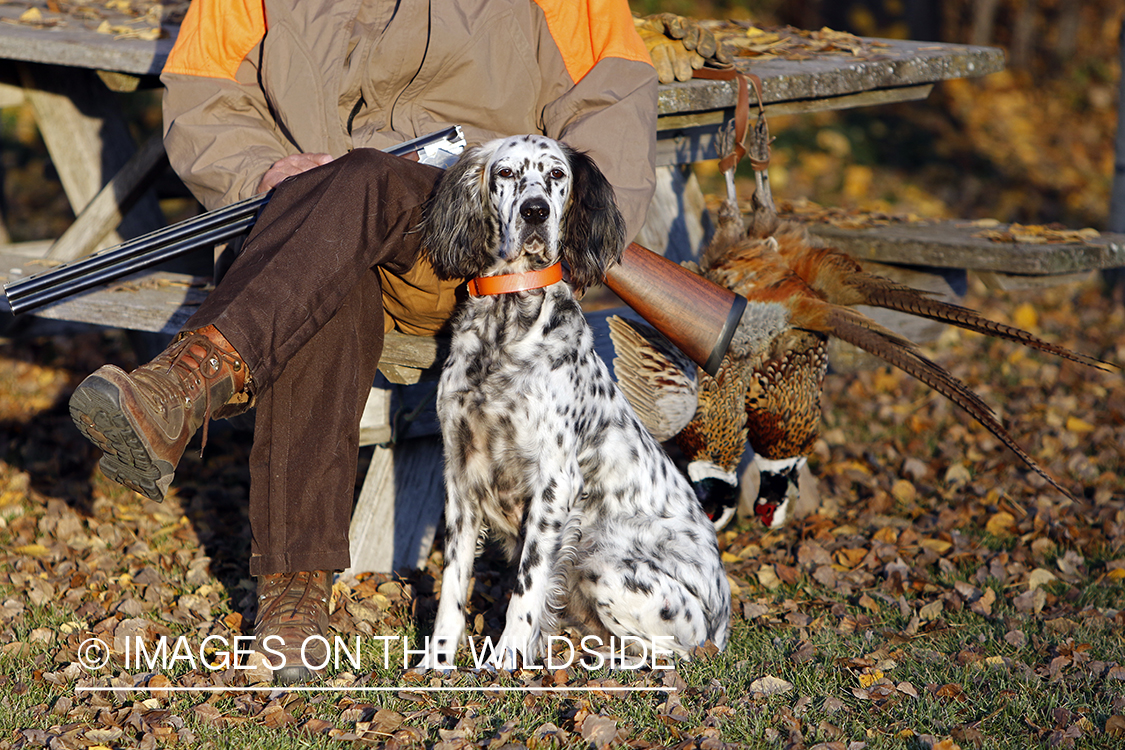 Hunter with English Setter in autumn.