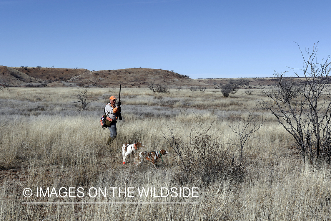 Mearns quail hunting with Brittany Spaniel.