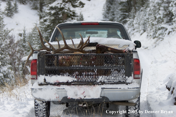 Field dressed bull elk in back of truck.