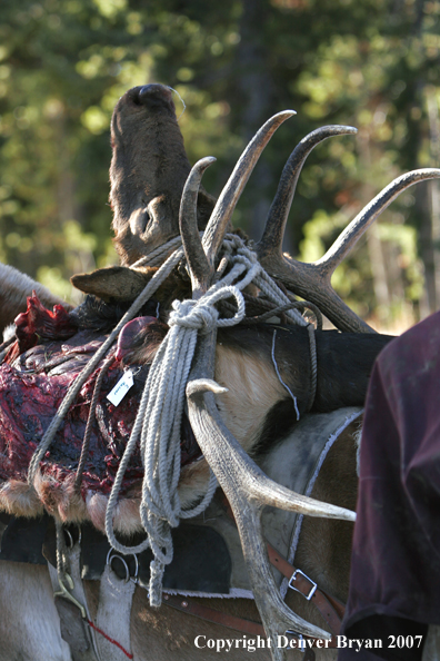 Elk horns on pack horse's back.